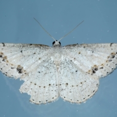 Taxeotis intextata (Looper Moth, Grey Taxeotis) at Ainslie, ACT - 21 Nov 2023 by jb2602