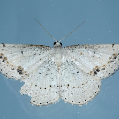 Taxeotis intextata (Looper Moth, Grey Taxeotis) at Ainslie, ACT - 21 Nov 2023 by jb2602