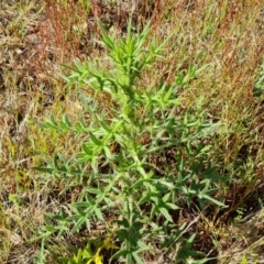 Cirsium vulgare (Spear Thistle) at Mount Mugga Mugga - 2 Dec 2023 by Mike