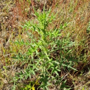 Cirsium vulgare at Mount Mugga Mugga - 3 Dec 2023