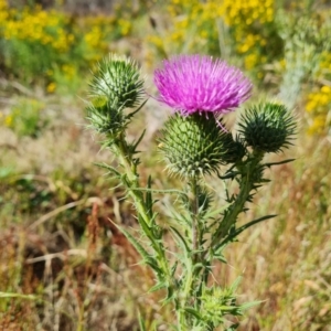 Cirsium vulgare at Mount Mugga Mugga - 3 Dec 2023