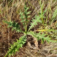 Cirsium vulgare at Mount Mugga Mugga - 3 Dec 2023