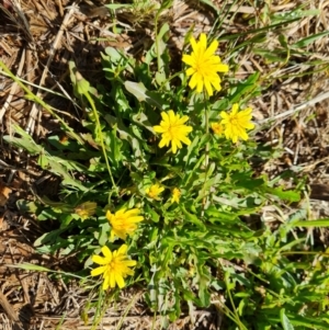 Leontodon saxatilis at Mount Mugga Mugga - 3 Dec 2023