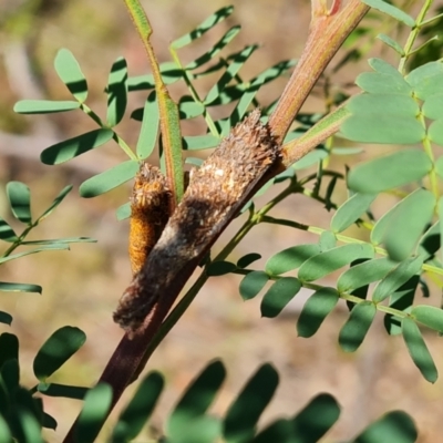 Conoeca guildingi (A case moth) at Mount Mugga Mugga - 3 Dec 2023 by Mike