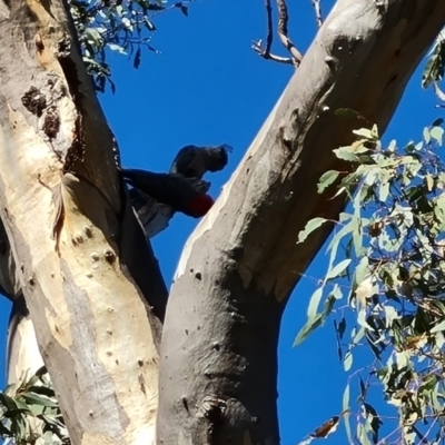 Callocephalon fimbriatum (Gang-gang Cockatoo) at Mount Mugga Mugga - 2 Dec 2023 by Mike