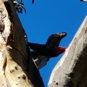 Callocephalon fimbriatum at Mount Mugga Mugga - 3 Dec 2023