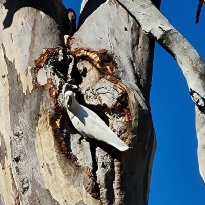 Cacatua galerita (Sulphur-crested Cockatoo) at O'Malley, ACT - 2 Dec 2023 by Mike