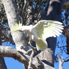 Cacatua galerita at Mount Mugga Mugga - 3 Dec 2023 08:38 AM