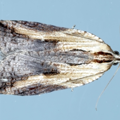 Cryptoptila immersana (A Tortricid moth) at Ainslie, ACT - 21 Nov 2023 by jb2602
