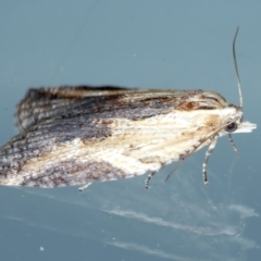 Cryptoptila immersana at Ainslie, ACT - 21 Nov 2023