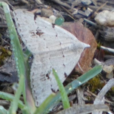 Dichromodes estigmaria (Pale Grey Heath Moth) at QPRC LGA - 2 Dec 2023 by Paul4K