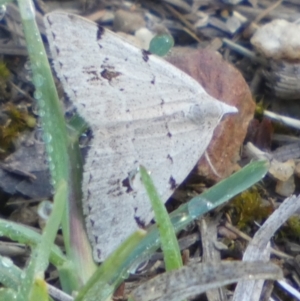 Dichromodes estigmaria at Bicentennial Park - 3 Dec 2023 07:43 AM