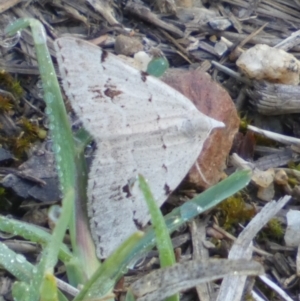 Dichromodes estigmaria at Bicentennial Park - 3 Dec 2023 07:43 AM