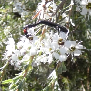 Rhagigaster ephippiger at QPRC LGA - 3 Dec 2023