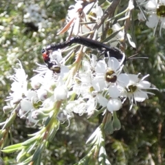 Unidentified Flower wasp (Scoliidae or Tiphiidae) at Bicentennial Park - 2 Dec 2023 by Paul4K