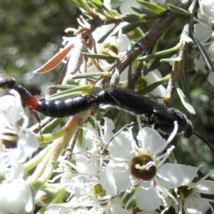 Rhagigaster ephippiger at QPRC LGA - 3 Dec 2023