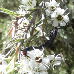 Rhagigaster ephippiger at QPRC LGA - 3 Dec 2023