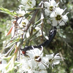 Rhagigaster ephippiger at QPRC LGA - 3 Dec 2023 07:49 AM