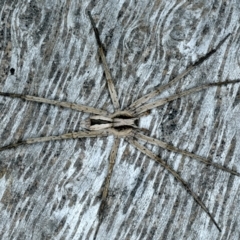 Argoctenus sp. (genus) (Wandering ghost spider) at Ainslie, ACT - 22 Nov 2023 by jb2602
