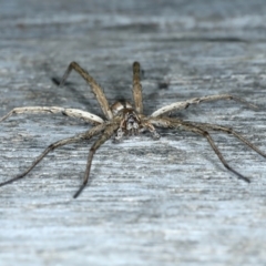 Argoctenus sp. (genus) at Ainslie, ACT - 22 Nov 2023