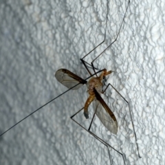 Leptotarsus (Macromastix) costalis (Common Brown Crane Fly) at Ainslie, ACT - 22 Nov 2023 by jb2602