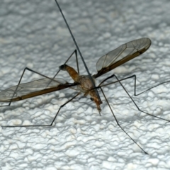 Leptotarsus (Macromastix) costalis at Ainslie, ACT - 22 Nov 2023