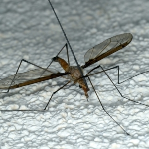 Leptotarsus (Macromastix) costalis at Ainslie, ACT - 22 Nov 2023 09:36 PM