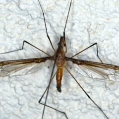 Leptotarsus (Macromastix) costalis at Ainslie, ACT - 22 Nov 2023 09:36 PM