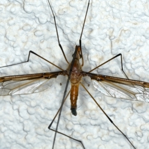 Leptotarsus (Macromastix) costalis at Ainslie, ACT - 22 Nov 2023