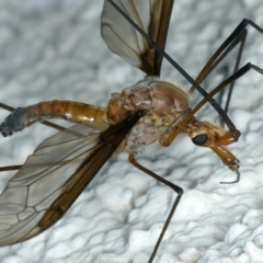 Leptotarsus (Macromastix) costalis at Ainslie, ACT - 22 Nov 2023