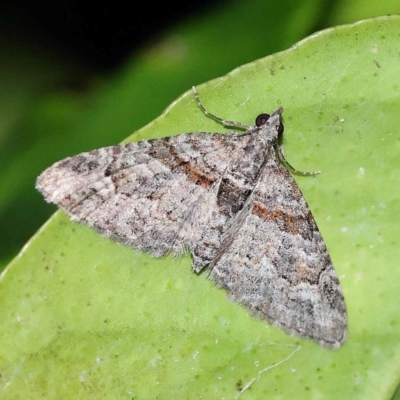 Phrissogonus laticostata (Apple looper moth) at Turner, ACT - 2 Dec 2023 by ConBoekel