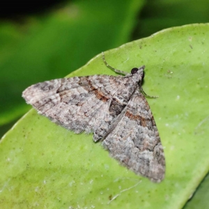 Phrissogonus laticostata at Turner, ACT - 2 Dec 2023