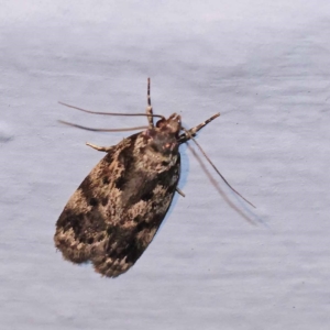 Barea confusella at Turner, ACT - 2 Dec 2023 08:49 PM