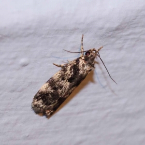 Barea confusella at Turner, ACT - 2 Dec 2023 08:49 PM