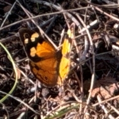 Heteronympha merope (Common Brown Butterfly) at Watson, ACT - 3 Dec 2023 by Louisab