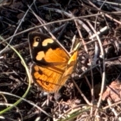 Heteronympha merope at Watson, ACT - 3 Dec 2023