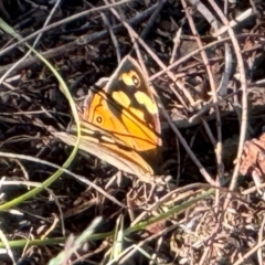 Heteronympha merope at Watson, ACT - 3 Dec 2023