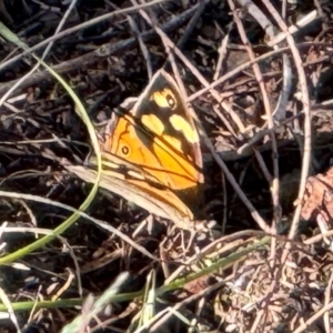 Heteronympha merope at Watson, ACT - 3 Dec 2023