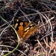 Heteronympha merope at Watson, ACT - 3 Dec 2023