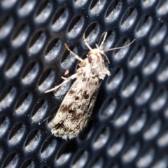 Barea codrella at Turner, ACT - 2 Dec 2023 08:55 PM