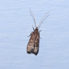 Achoria inopina (A Longhorned Moth (family Leciithoceridae)) at Turner, ACT - 2 Dec 2023 by ConBoekel