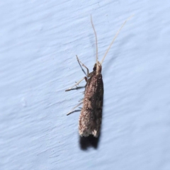 Achoria inopina at Turner, ACT - 2 Dec 2023 09:00 PM