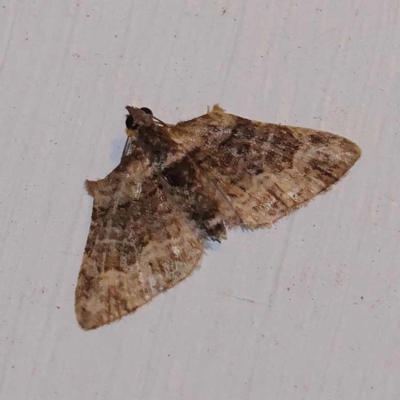 Phrissogonus laticostata (Apple looper moth) at Turner, ACT - 2 Dec 2023 by ConBoekel