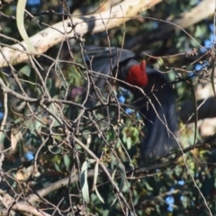 Callocephalon fimbriatum (Gang-gang Cockatoo) at QPRC LGA - 2 Dec 2023 by LyndalT