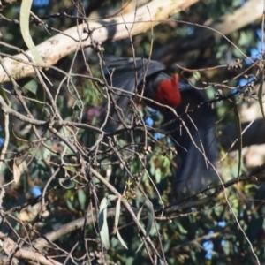 Callocephalon fimbriatum at QPRC LGA - 2 Dec 2023