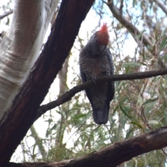 Callocephalon fimbriatum at QPRC LGA - 2 Dec 2023