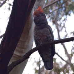 Callocephalon fimbriatum at QPRC LGA - 2 Dec 2023