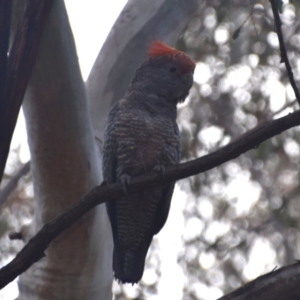 Callocephalon fimbriatum at QPRC LGA - 2 Dec 2023