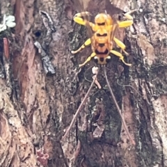 Xanthopimpla sp. (genus) (A yellow Ichneumon wasp) at Black Mountain - 3 Dec 2023 by YellowButton