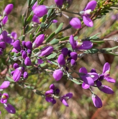 Comesperma retusum (Mountain Milkwort) at Paddys River, ACT - 2 Dec 2023 by JaneR